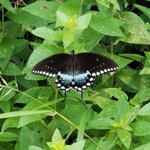 Meet your Posher, Brandy